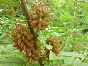 Wild Licorice (Glycyrrhiza glabra)