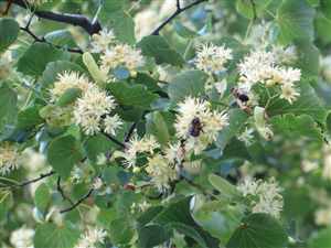 Linden flower, Basswood, Limeblossom