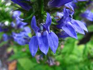 Lobelia (Lobelia inflata), Indian Tobacco, Puke