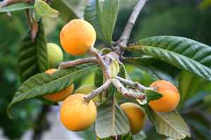 Loquat (Eriobotrya japonica)