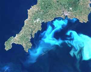 Marine phytoplankton