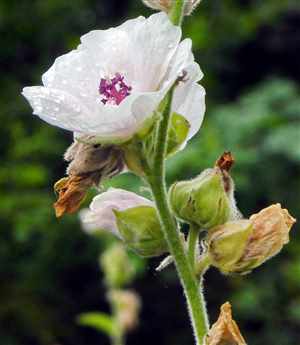 Marshmallow-flower