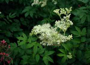 Meadowsweet-growing