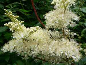 Meadowsweet