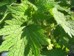 Motherwort