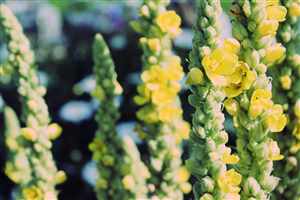 Mullein