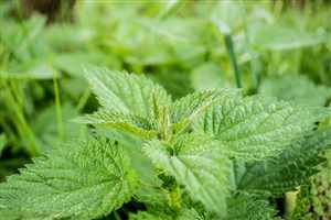 Nettle (Urtica dioica)