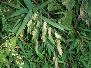 Wild oats (Chasmanthium latifolium)