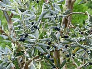 Olive (Olea Europaea), Olive leaf