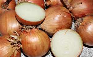 Onion (Allium cepa)