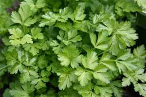 Parsley (Petroselinum hortense, sativum)