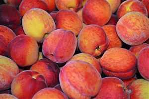 Peach (Prunus persica)