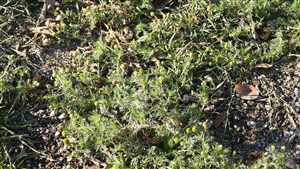 Pineapple weed (Matricaria discoidea)