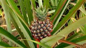 Pineapple (Ananas comosus)