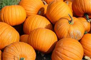 Pumpkin (Cucurbita)