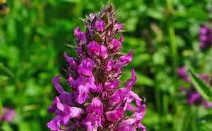 Purple betony (Stachys officinalis)