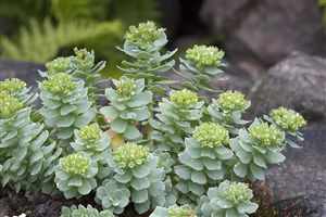 Rhodiola (Rhodiola rosea), Arctic root