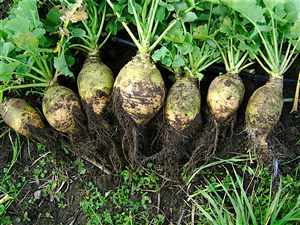 Rutabaga (Brassica napobrassica), Swedish turnip