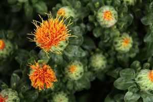 Safflower (Carthamus tinctorius)