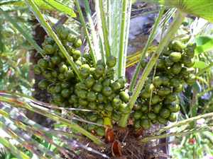 Saw Palmetto-fruit