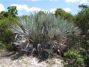 Saw Palmetto