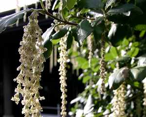 Silk tassle (Garrya congdonii, Garrya elliptica)