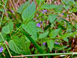 Skullcap (Scutellaria lateriflora)