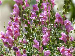 Snapdragon (Antirrhinum majus)