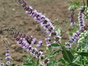 Spearmint (Mentha spicata)