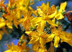 St. John's wort (Hypericum perforatum)