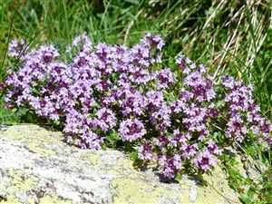 Thyme-(wild)