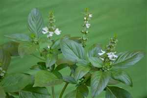 Tulsi (Ocimum tenuiflorum), Holy basil