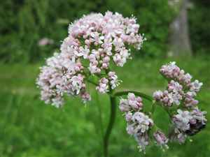 Valerian (Valeriana officinalis)