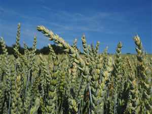 Wheatgrass (Triticum aestivum)