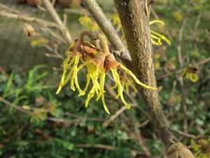 Witch Hazel (Hamamelis virginiana)