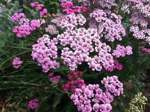 Yarrow (Achillea millefolium)