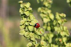 Yellow dock (Rumex crispus), Curly Dock