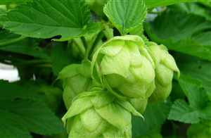 Hops (Humulus lupulus)