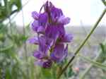 Alfalfa (Medicago sativa)