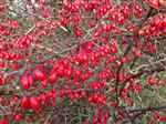 Barberry (Berberis vulgaris)
