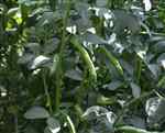 Broad bean (Vicia faba), Fava Bean, Velvet Bean