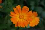 Calendula