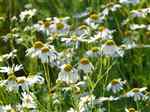 Chamomile (Matricaria recutita, Chamaemelum nobilis)