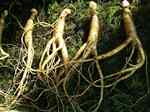 Ginseng