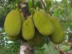 Jackfruit (Artocarpus heterophyllus)