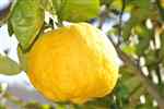 Lemon (Citrus limon)
