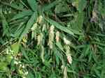 Wild oats (Chasmanthium latifolium)