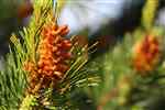 Pine pollen