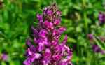 Purple betony (Stachys officinalis)