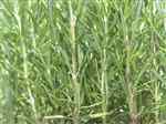 Rosemary (Rosmarinus officinalis)